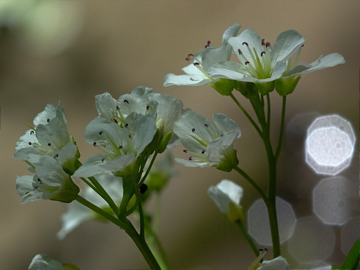 Изображение особи Cardamine amara.