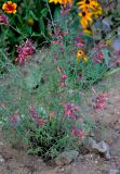 Agastache rupestris. Цветущее растение. Московская обл., г. Железнодорожный, в культуре. 17.08.2013.