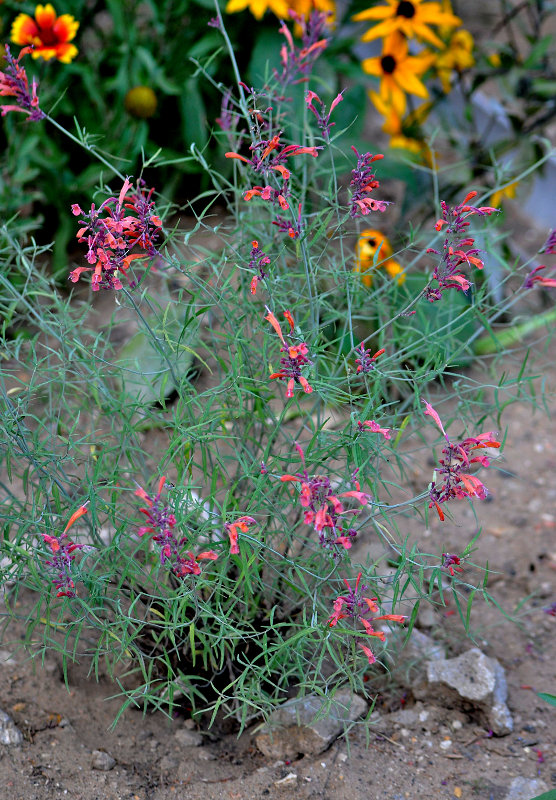 Изображение особи Agastache rupestris.