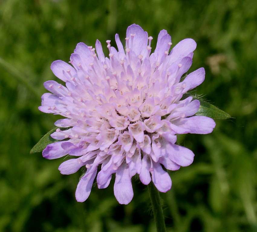 Image of Knautia arvensis specimen.