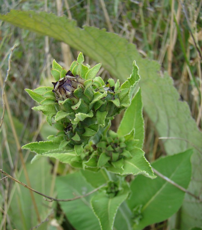 Image of Inula helenium specimen.