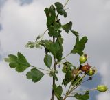 Image of taxon representative. Author is Валерий Куделя