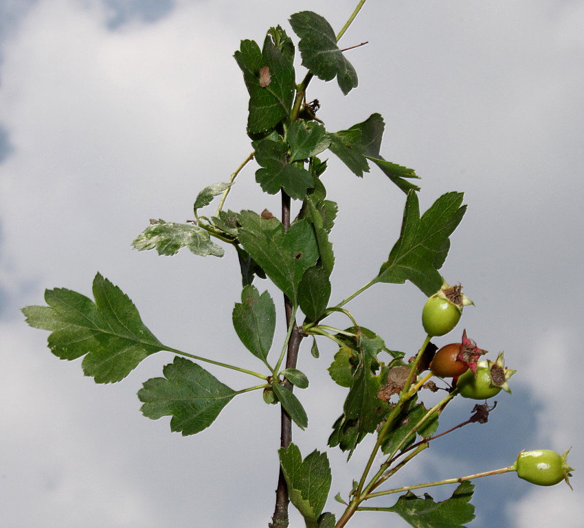 Image of Crataegus rhipidophylla specimen.