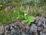 Heracleum sibiricum. Молодая поросль. Кольский п-ов, Восточный Мурман, Дальние Зеленцы, на высоком берегу в куту бухты Оскара. 02.07.2014.