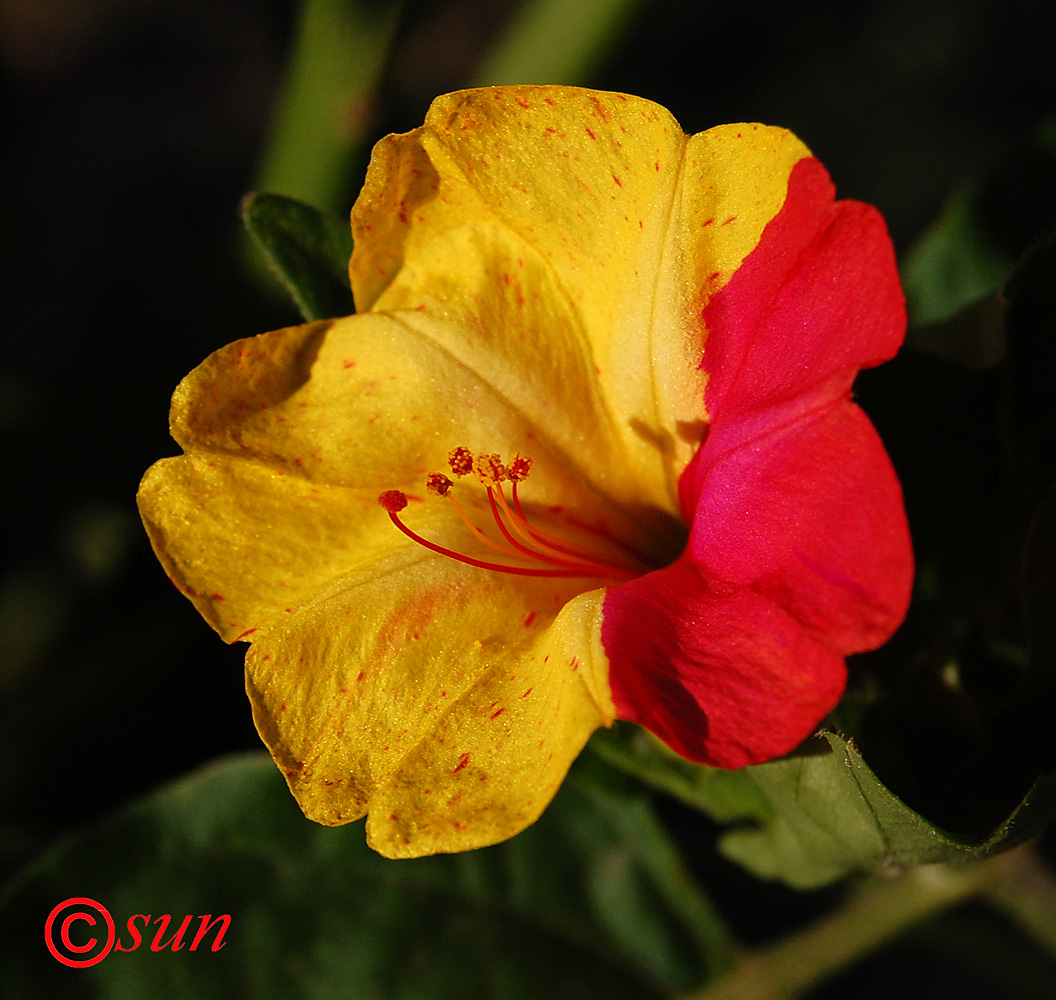 Изображение особи Mirabilis jalapa.