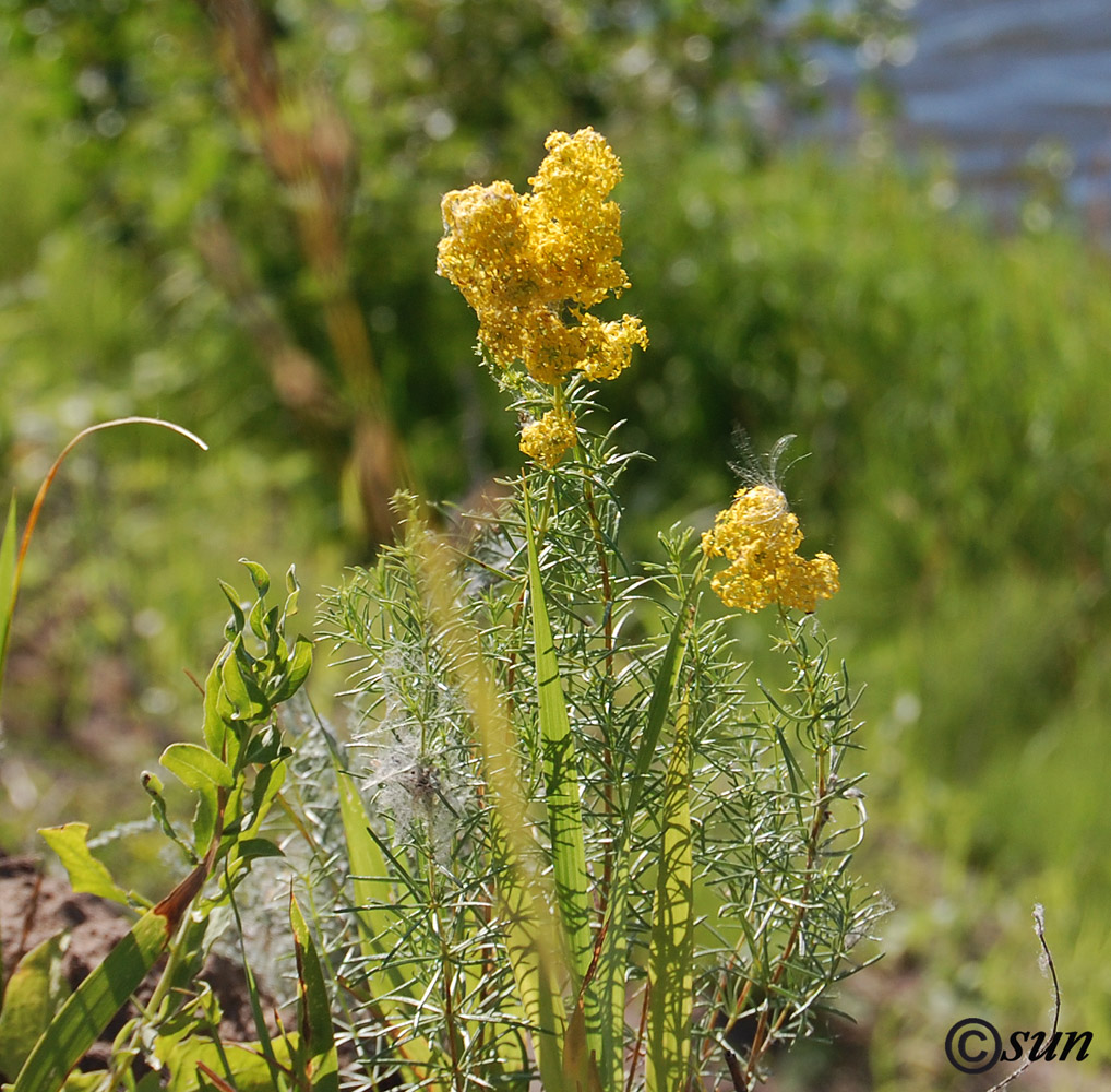 Image of Galium borysthenicum specimen.