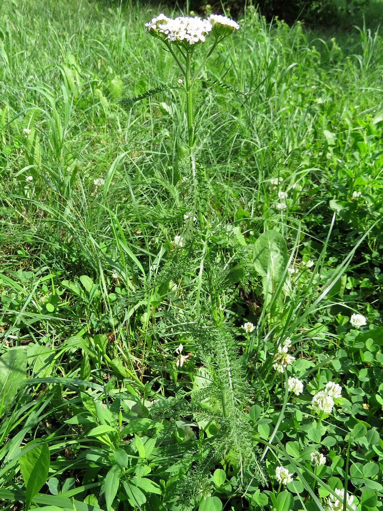 Изображение особи Achillea millefolium.