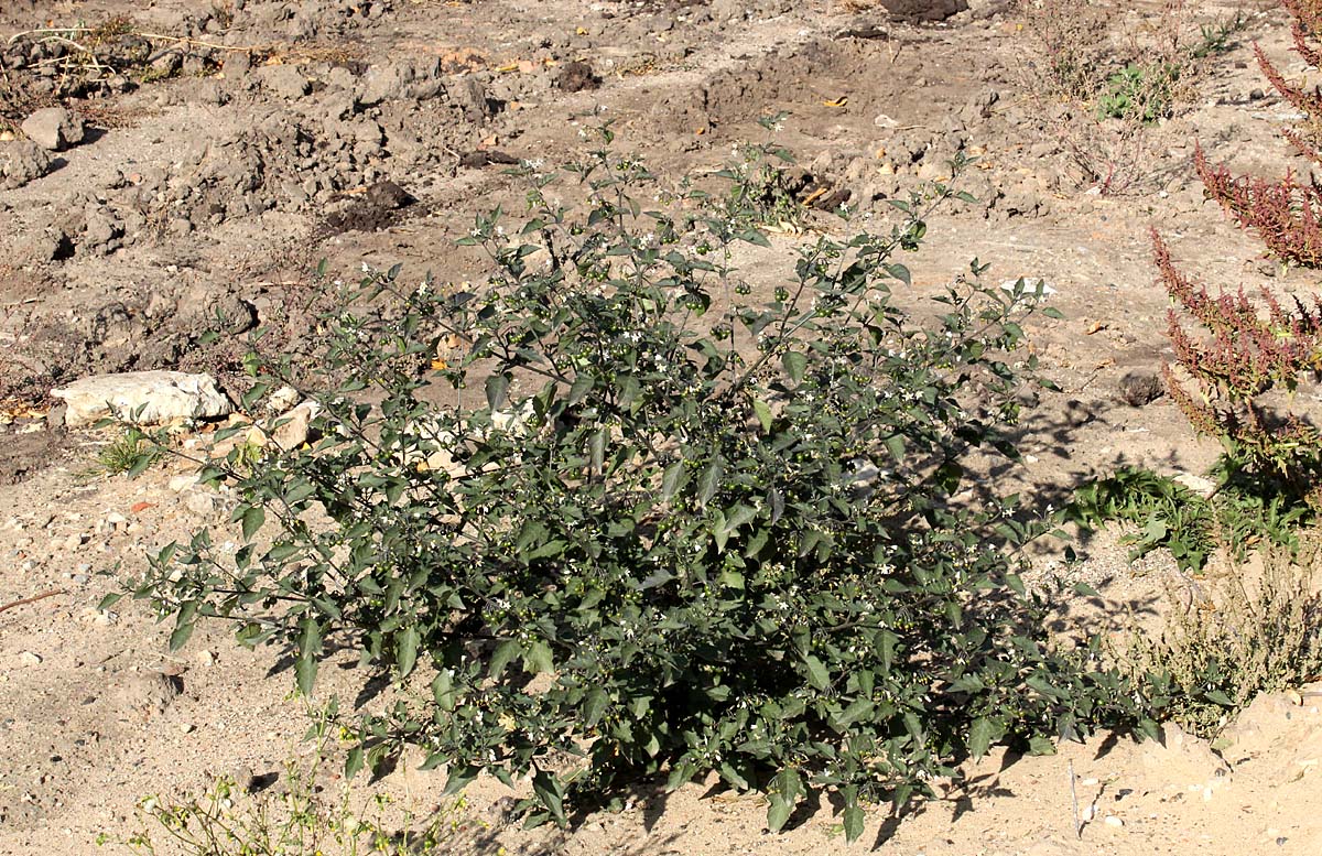 Изображение особи Solanum nigrum.