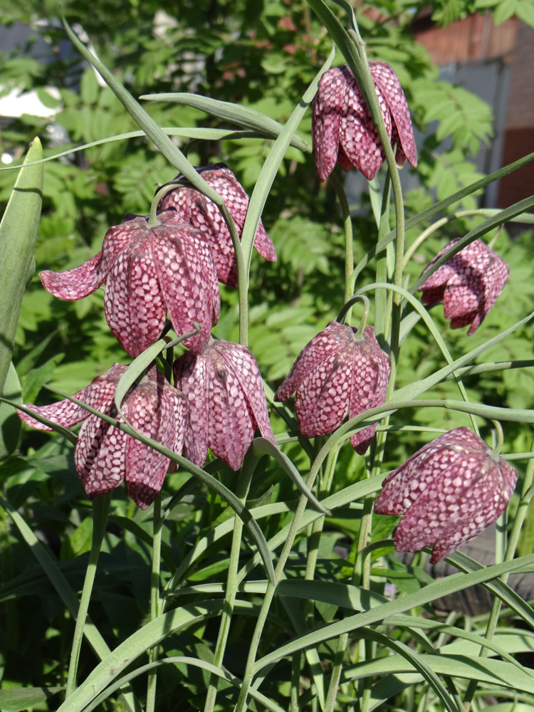 Image of Fritillaria meleagris specimen.