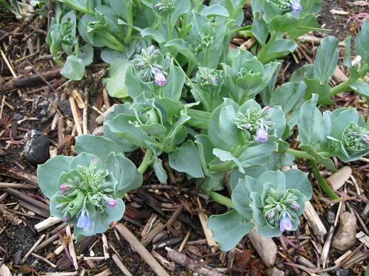 Изображение особи Mertensia maritima.