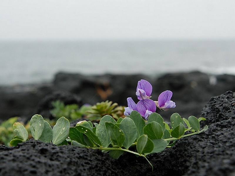 Изображение особи Lathyrus japonicus.