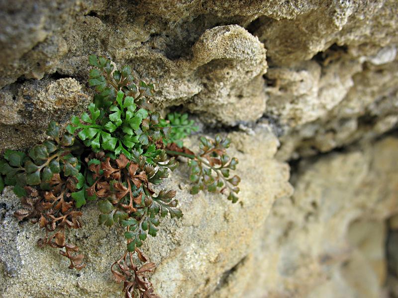 Изображение особи Asplenium ruta-muraria.