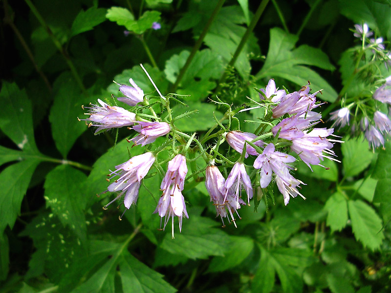 Image of Hydrophyllum virginianum specimen.