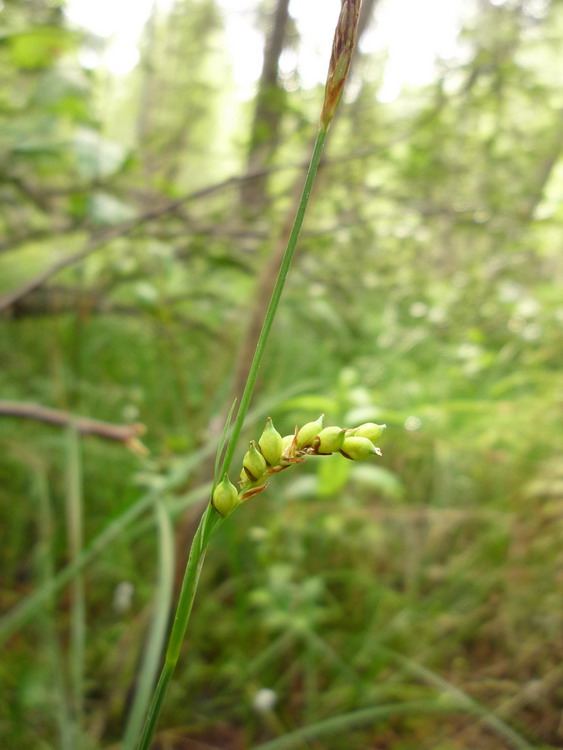 Image of Carex vaginata specimen.