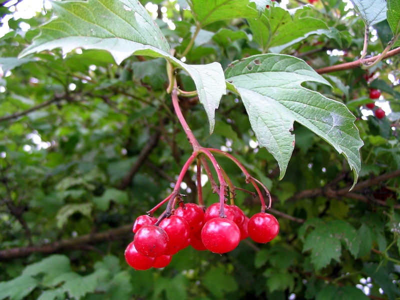 Image of Viburnum opulus specimen.