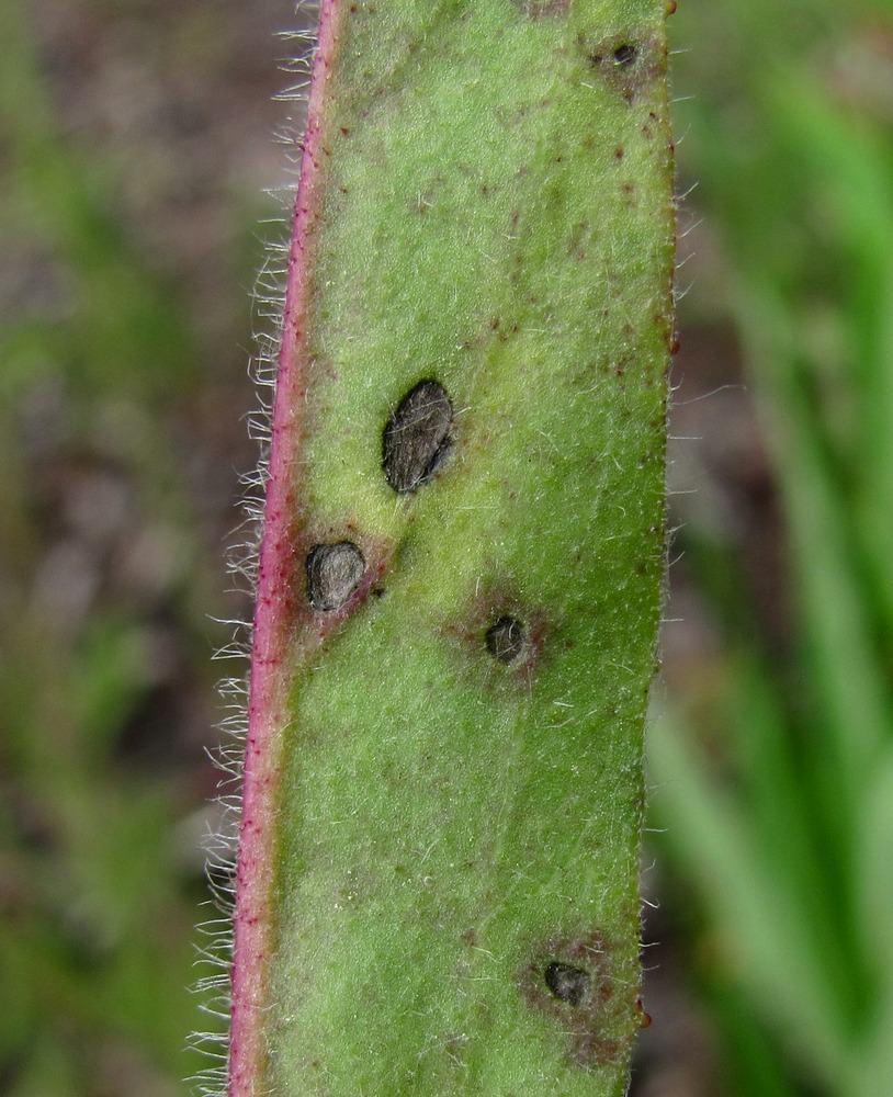 Image of Pilosella caespitosa specimen.