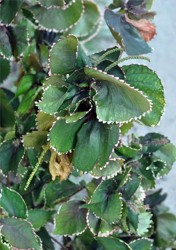 Image of Acalypha wilkesiana specimen.