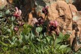 Corydalis ledebouriana. Цветущие растения. Казахстан, северные отроги хр. Шолак, возле пос. Карошока. 06.04.2015.