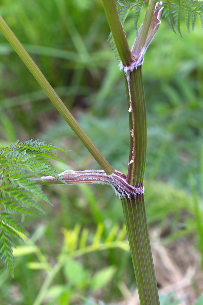 Изображение особи Anthriscus sylvestris.