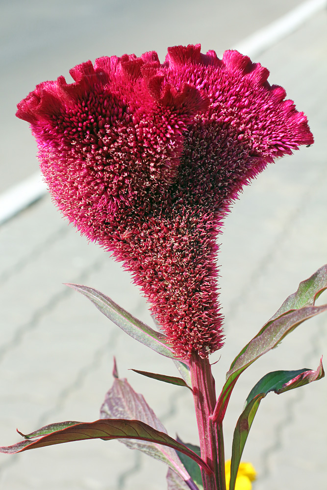 Изображение особи Celosia cristata.