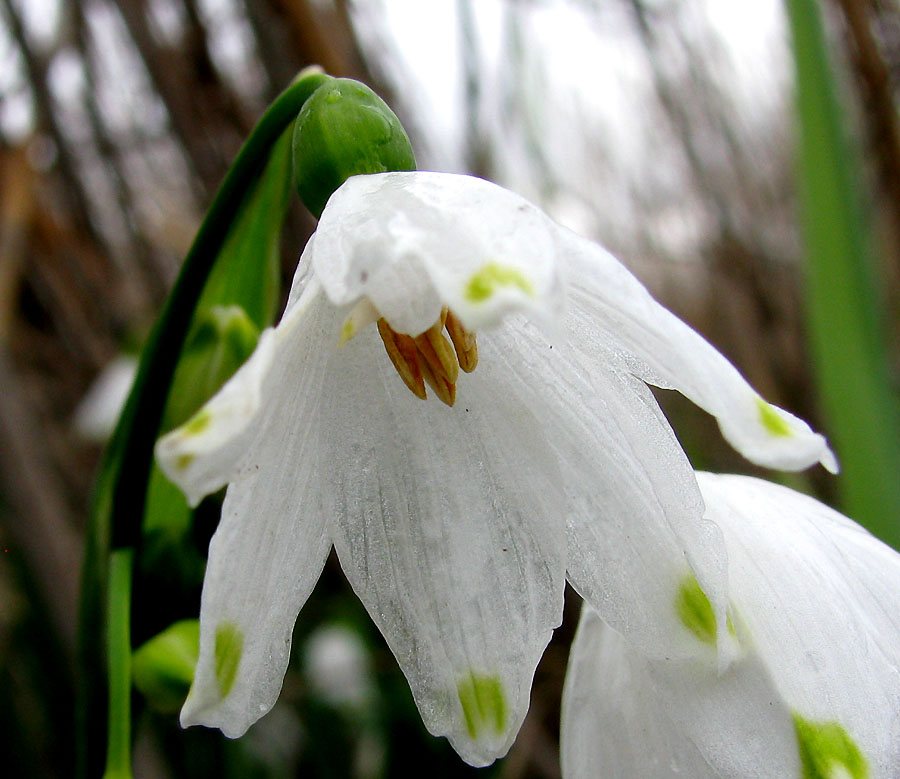 Изображение особи Leucojum aestivum.