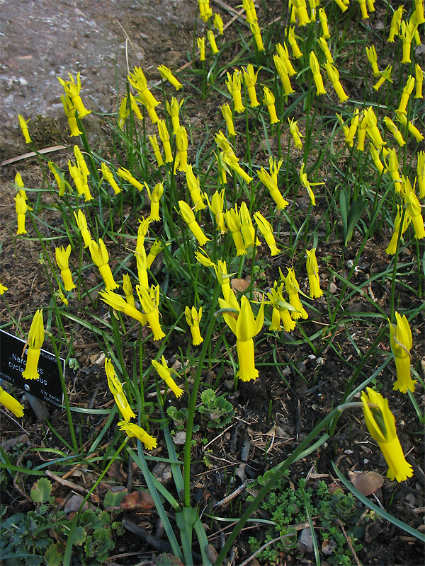 Image of Narcissus cyclamineus specimen.