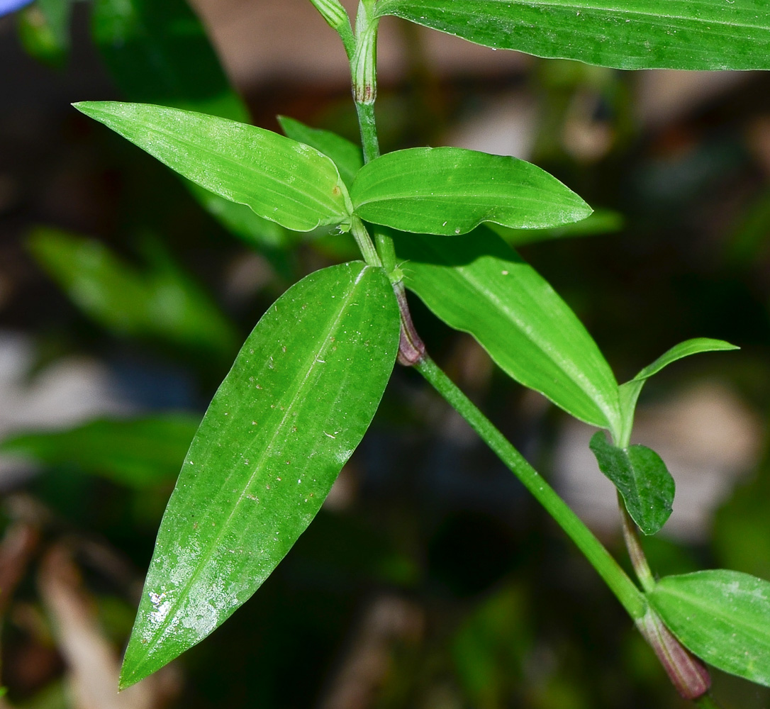 Image of Commelina erecta specimen.