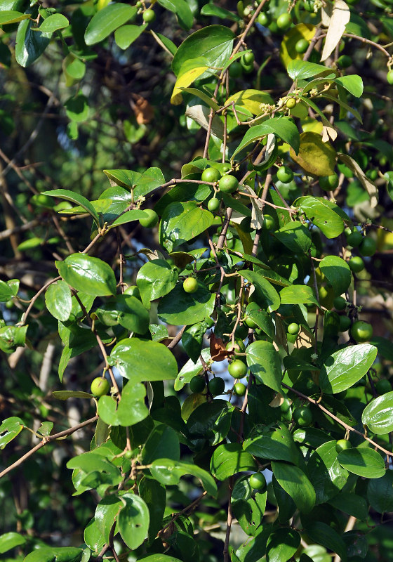 Image of Ziziphus jujuba specimen.