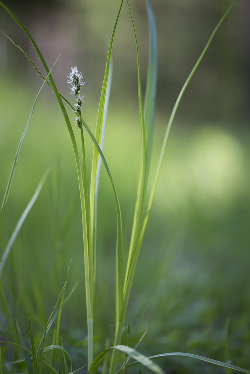 Image of genus Carex specimen.