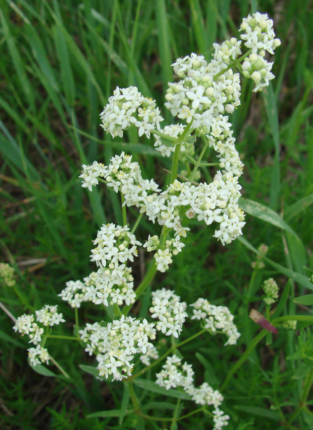 Image of Galium boreale specimen.