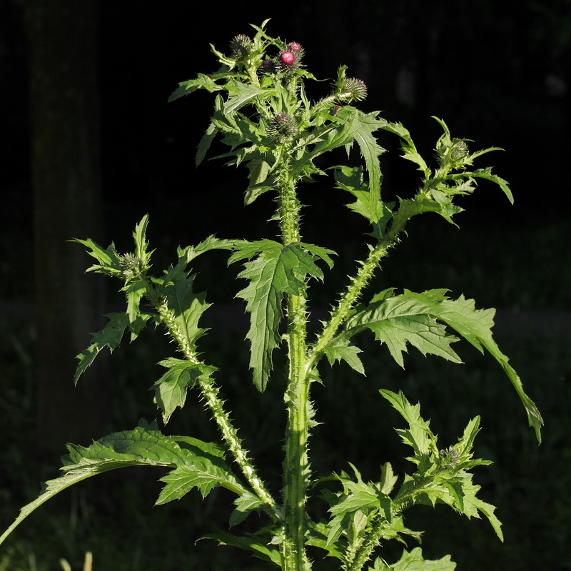 Изображение особи Carduus crispus.