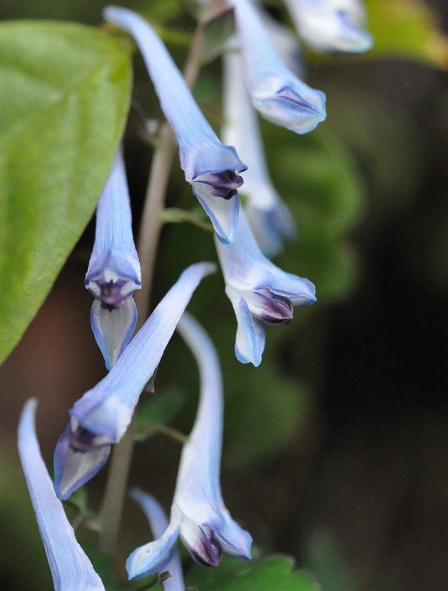 Изображение особи род Corydalis.