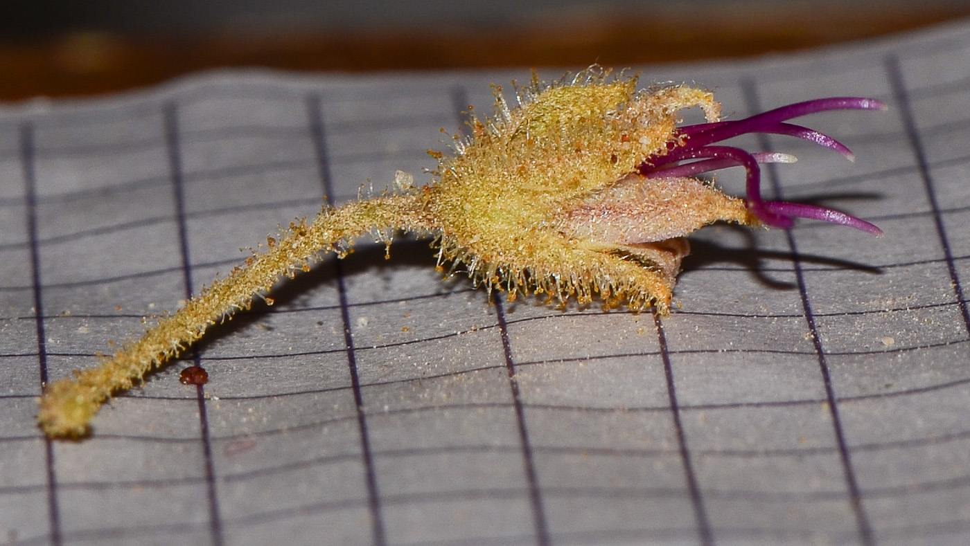 Image of Cleome droserifolia specimen.