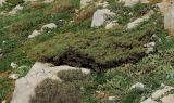 Astragalus gummifer. Цветущее растение на склоне северной экспозиции к долине Гальгаль. Израиль, горный массив Хермон, высота ок. 2050 м н. у. м. 02.06.2011.