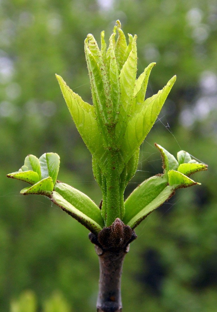 Изображение особи Fraxinus pennsylvanica.