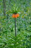 Fritillaria imperialis. Верхушка цветущего растения. Москва, ботанический сад МГУ \"Аптекарский огород\", в культуре. 02.05.2016.