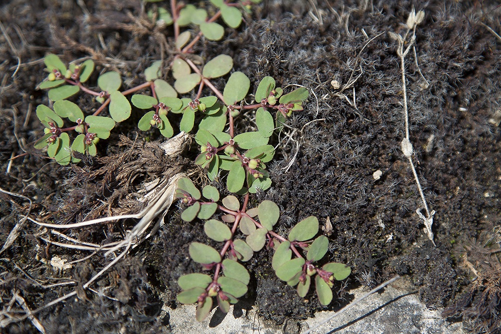 Image of genus Euphorbia specimen.