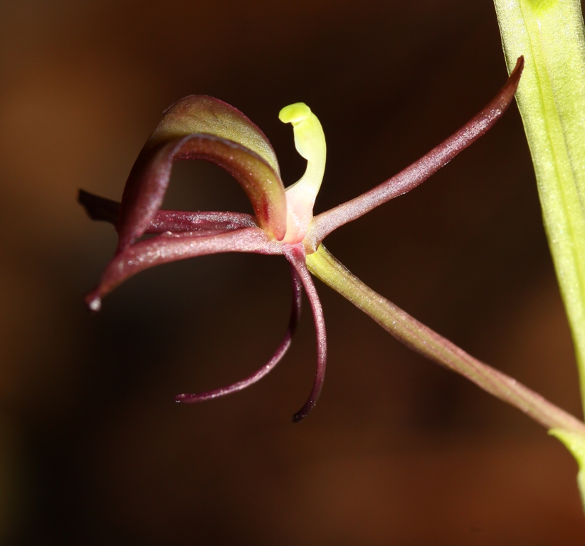 Image of Liparis japonica specimen.