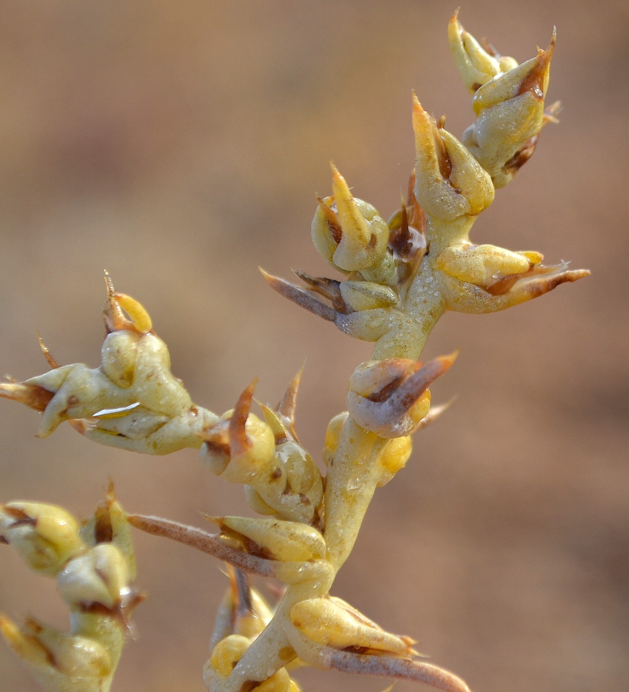 Image of Halimocnemis sclerosperma specimen.