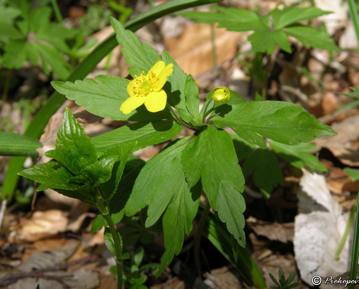 Image of Anemone ranunculoides specimen.