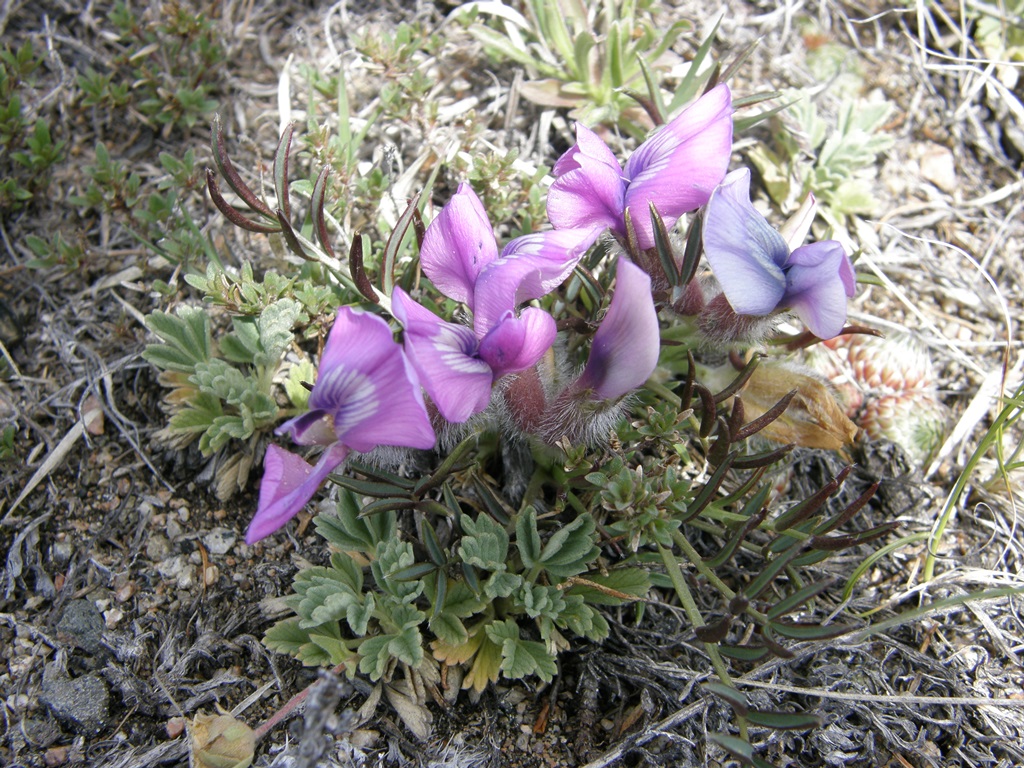 Изображение особи Oxytropis leptophylla.