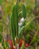 Andromeda polifolia