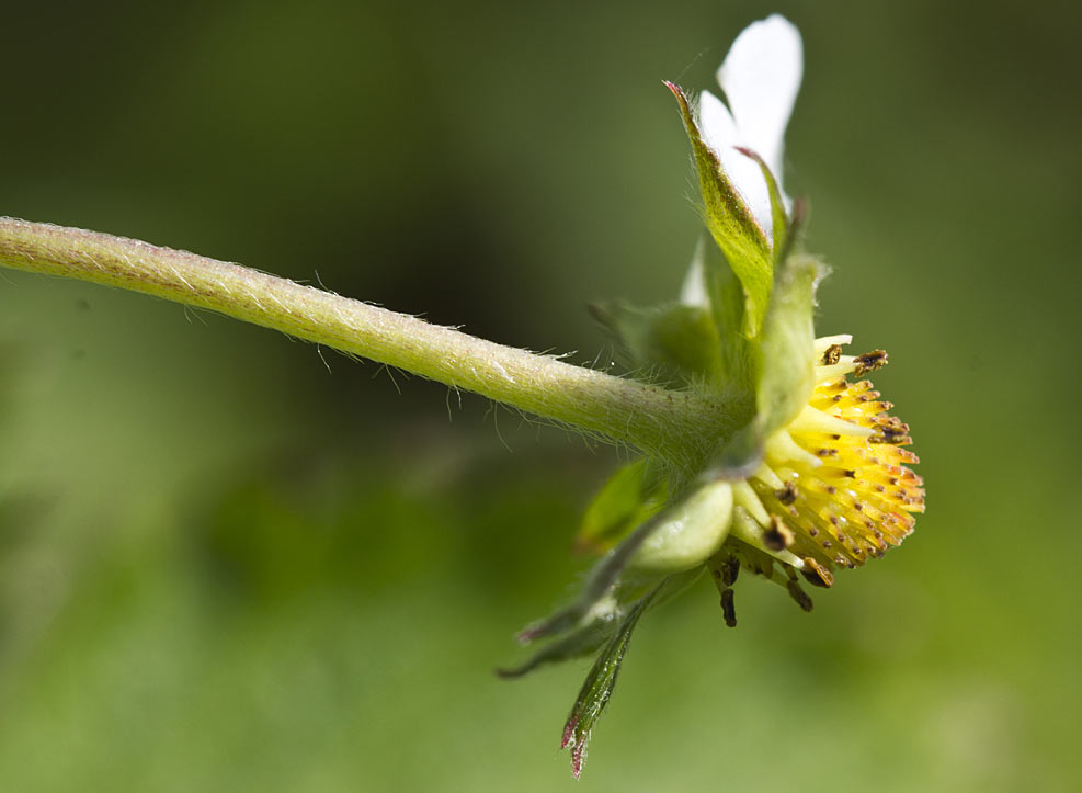 Image of Fragaria vesca specimen.