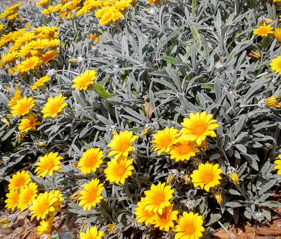 Image of Gazania rigens var. leucolaena specimen.