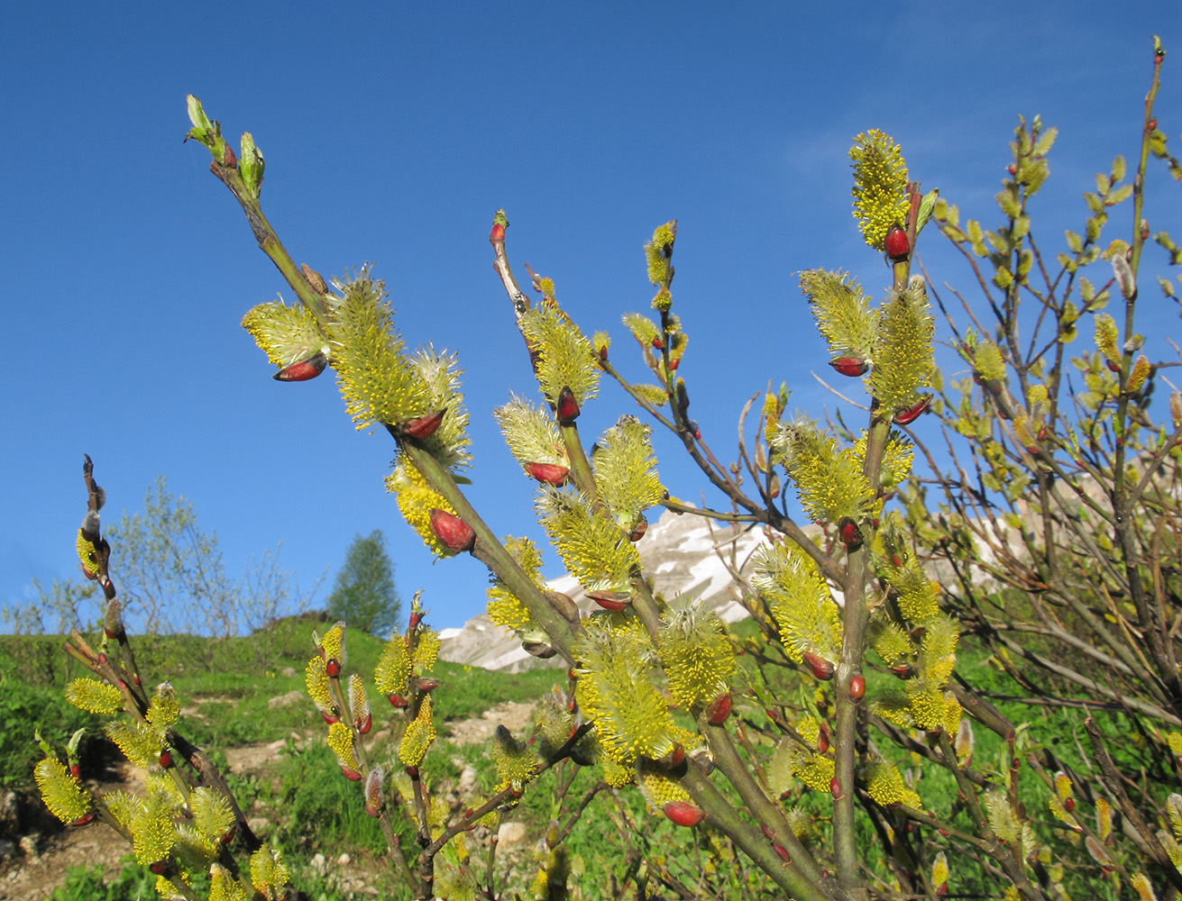 Image of Salix caprea specimen.