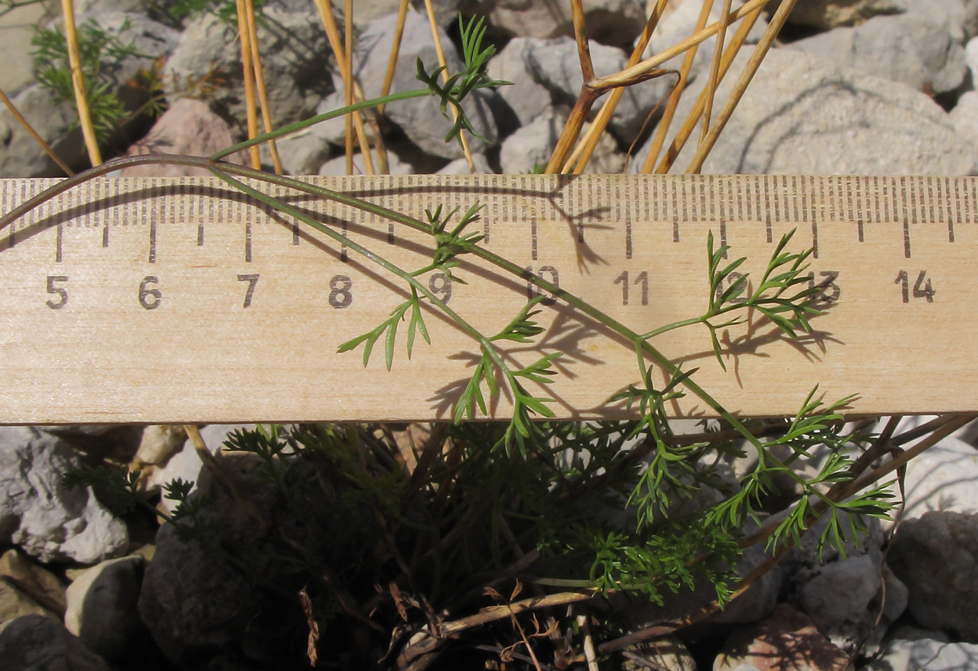 Image of Chaerophyllum millefolium specimen.