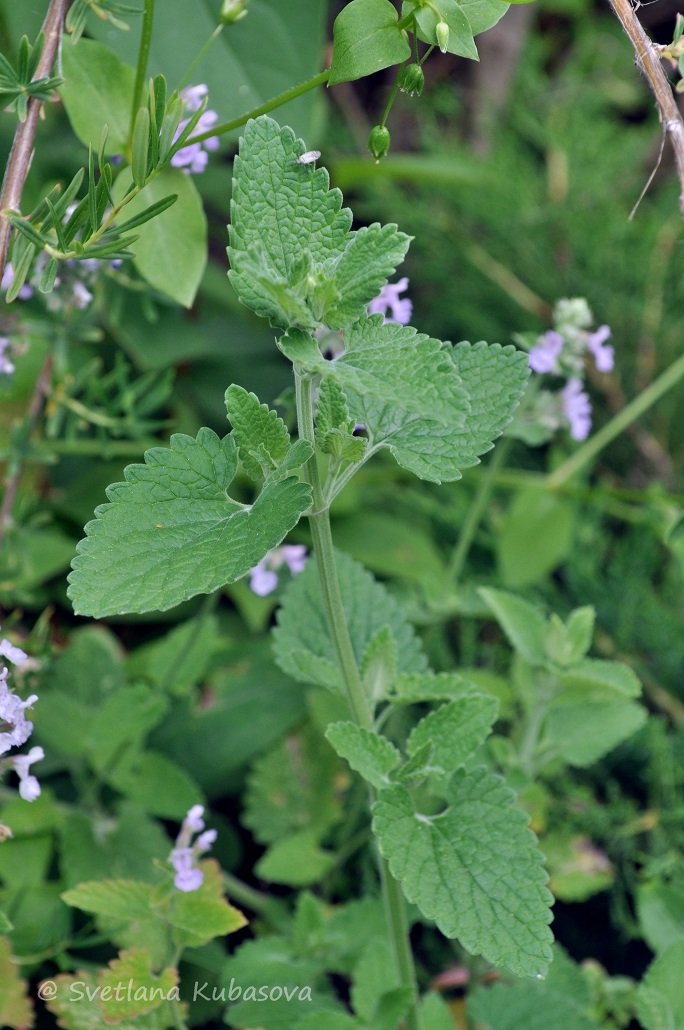 Image of genus Nepeta specimen.