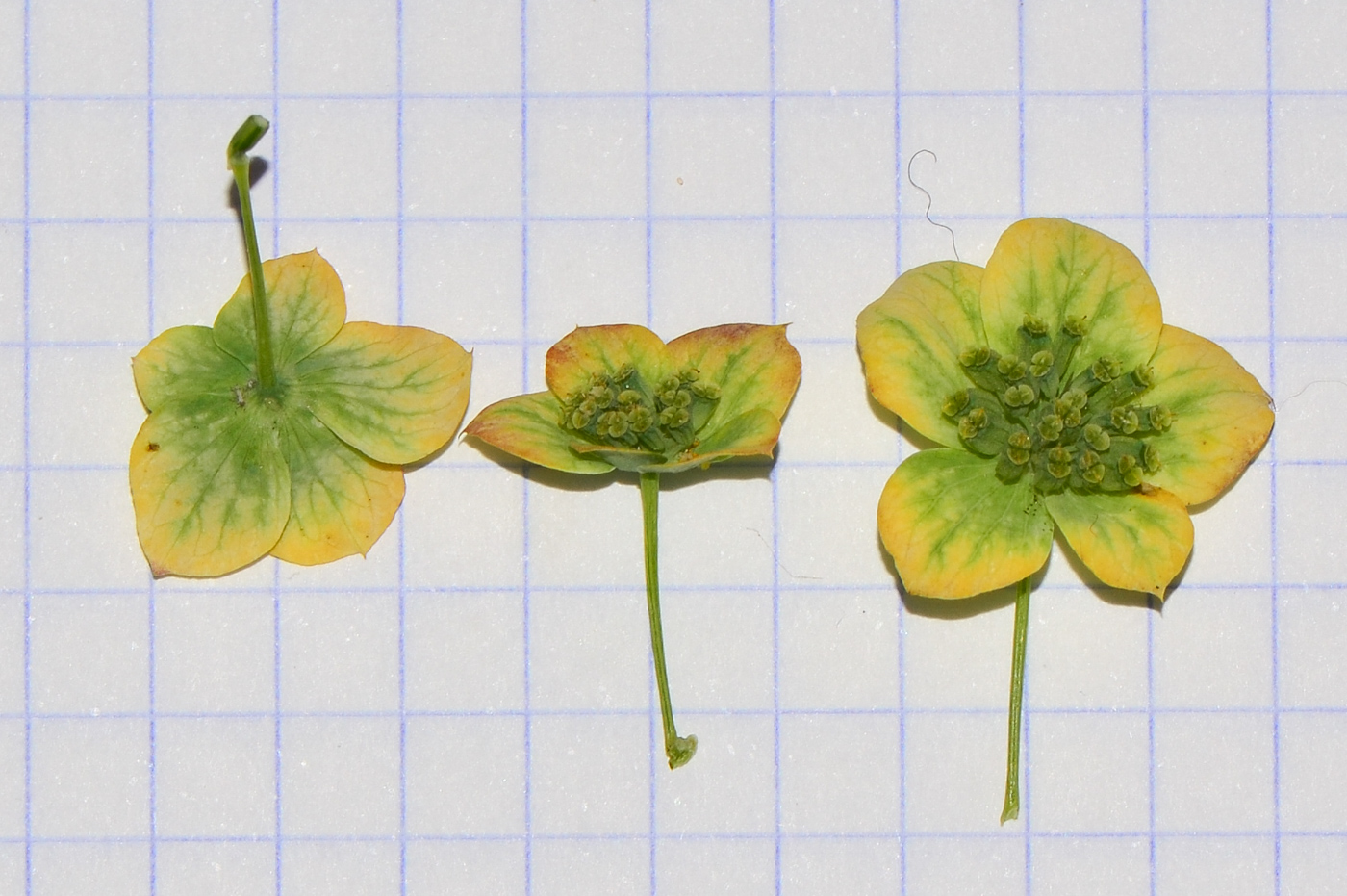 Image of Bupleurum subovatum specimen.