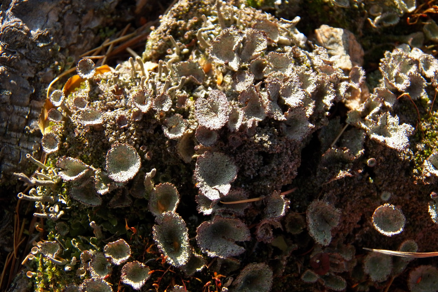 Image of Cladonia pyxidata specimen.