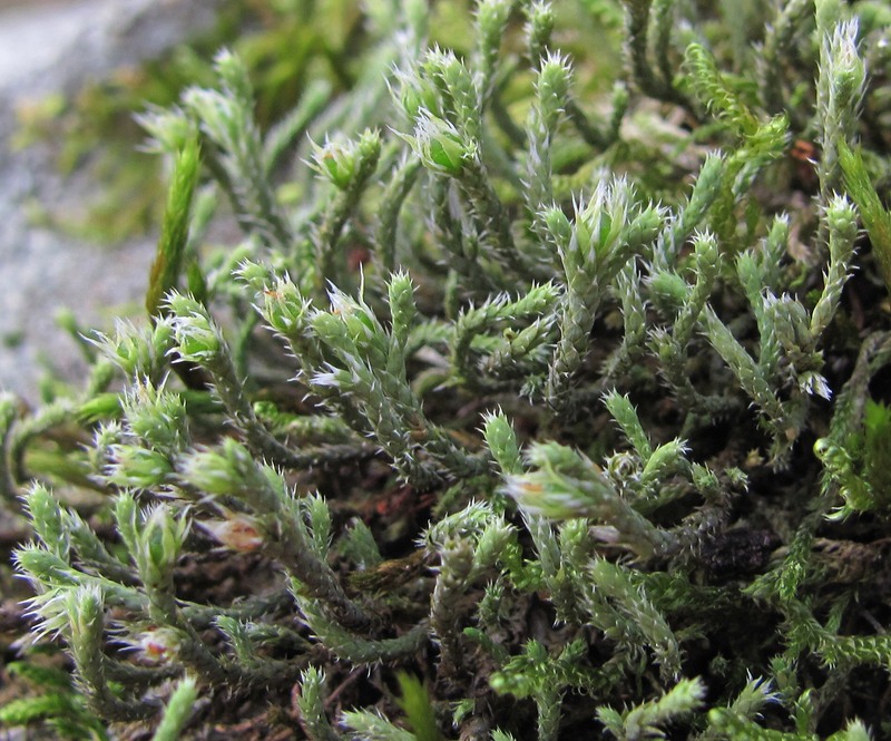 Image of Hedwigia ciliata specimen.